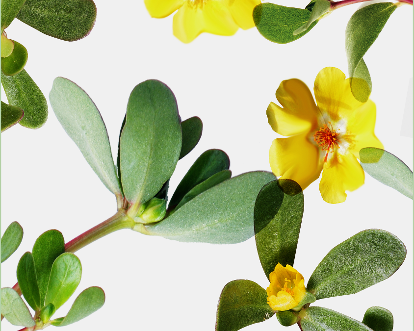 Portulaca Vita, the ultimate natural remedy to improve scalp health and erase dry flakes.